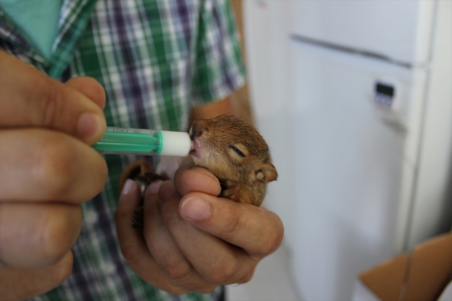 Koruma altına alınan 3 yavru sincap şırıngayla besleniyor
